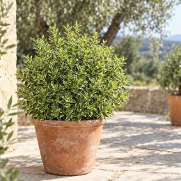 Fusain du japon 'Micro albovariegatus' (Euonymus japonicus) — arbuste compact au feuillage dense en pot · Photo d'illustration