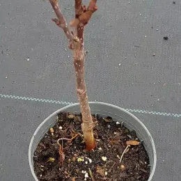 Sorbier hybride 'Granatnaja' (Sorbus × crataegosorbus) — jeune tige ligneuse dans pot de pépinière · Godet