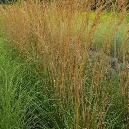 Calamagrostide 'Karl Forester' (Calamagrostis acutiflora) — grandes touffes de graminées dorées en massif · Pot 8L Touffe