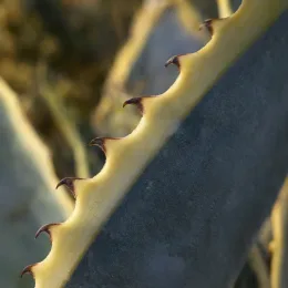 Agave américaine 'Variegata' (Agave americana) — gros plan sur bord de feuille épineuse