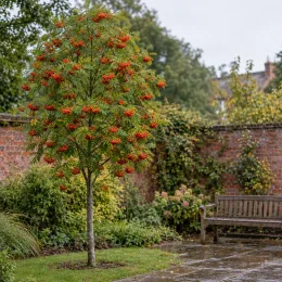 Sorbier des oiseleurs 'Edulis' (Sorbus aucuparia) — arbre élancé couvert de grappes de fruits rouges