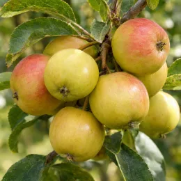 Pommier 'Eztika' (Malus domestica) — grappe de fruits ronds sur branche feuillée · Photo d'illustration