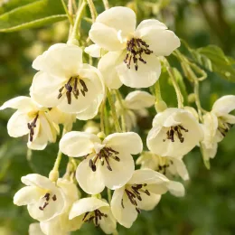Akébie 'Cream form' (Akebia quinata) — grappes de fleurs crème aux étamines sombres · Photo d'illustration