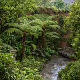 Fougère arborescente d'australie (Cyathea cooperi) — groupe de fougères arborescentes dans un jardin ombragé · Photo d'illustration