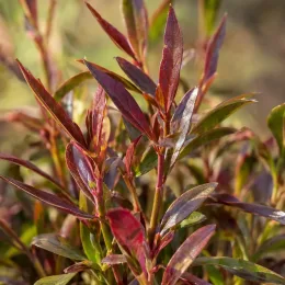 Gaura rouge compacte 'Rubra nana' (Gaura lindheimeri) — gros plan de jeunes feuilles rouges et vertes