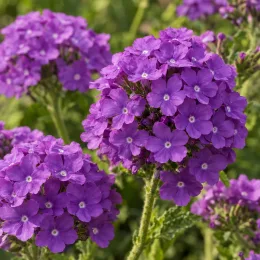 Verveine (Verbena venosa) — gros plan sur inflorescences violettes en boule · Photo d'illustration