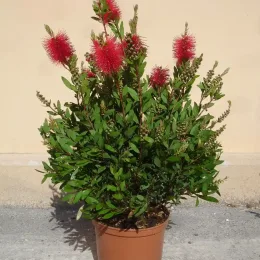 Rince-bouteille (Callistemon laevis) — arbuste dense en pot avec épis rouges · Pot 10L