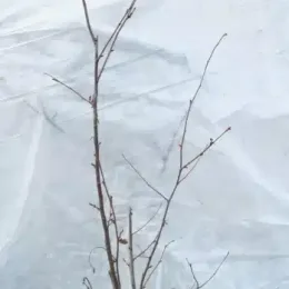 Noisetier 'Geante des halles' (Corylus avellana) — jeune arbuste à branches nues attaché en bas · Pot 2.5L