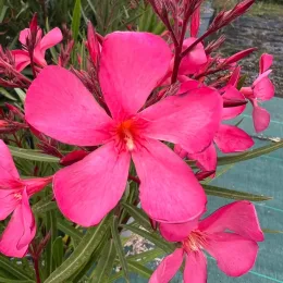 Laurier rose 'Papa Gambetta' (Nerium oleander) — gros plan sur grandes fleurs roses ouvertes