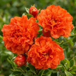 Grenadier 'Chico' (Punica granatum) — gros plan sur trois fleurs doubles orangées · Photo d'illustration