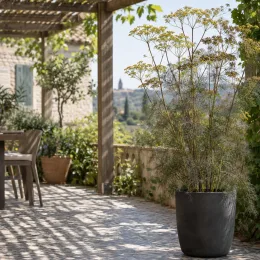 Fenouil commun 'Bronze' (Foeniculum vulgare) — grand plant aromatique en pot sur terrasse · Photo d'illustration