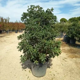 Osmanthe à feuilles de houx (Osmanthus aquifolium) — arbuste dense en pot sur terrain de pépinière · Pot 50L