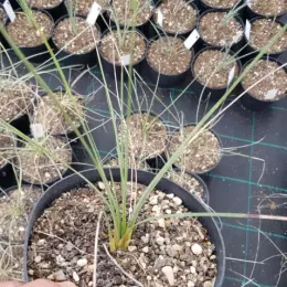 Dasylire 'Dr arroyo' (Dasylirion quadrangulatum) — jeune plant dressé dans un pot de pépinière · Pot 2.5L