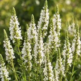 Verveine hastée 'White spires' (Verbena hastata) — grappes florales dressées blanches sur tiges vertes · Photo d'illustration