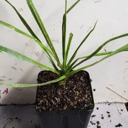 Yucca Rostrata — jeune plant étroit aux longues feuilles dressées · Godet
