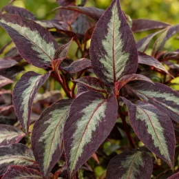 Persicaire 'Reddragon' (Persicaria microcephalla) — gros plan sur feuillage bicolore vert et pourpre · Photo d'illustration