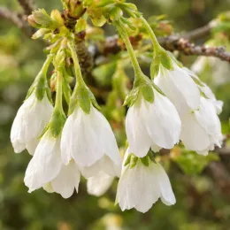 Cerisier à fleurs du japon nain 'Midori-zakura' (Prunus incisa) — grappes de petites fleurs blanches pendantes · Photo d'illustration