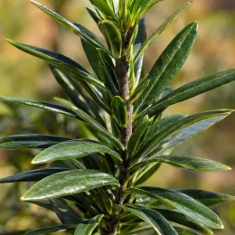 Digitale de madère 'Isob007' (Isoplexis canariensis) — gros plan sur feuillage vert lancéolé brillant