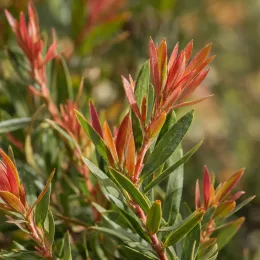 Rince-bouteilles 'Splendens' (Callistemon citrinus) — jeunes pousses rouges sur feuillage vert allongé