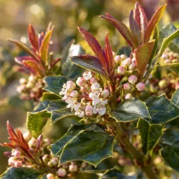 Houx arbustif mâle 'Heckenstar' (Ilex × meserveae) — grappes de petites fleurs blanches et feuillage luisant