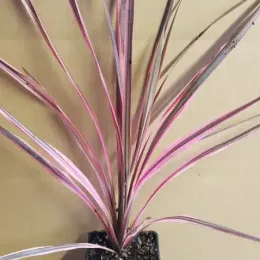 Cordyline australe 'Southern splendour' (Cordyline australis) — jeune plante graphique aux longues feuilles rose et vert · Godet