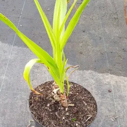 Crinole de powell 'Rosea' (Crinum powellii) — jeune bulbe à longues feuilles vertes en pot · Pot 5L