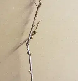 Argousier 'Romeo ♂' (Hippophae rhamnoides) — jeune plant dénudé avec bourgeons en pot carré · Godet