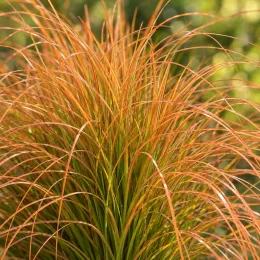 Laîche (Carex testacea) — touffe de feuillage fin vert et cuivré · Photo d'illustration