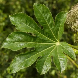 Aralie à papier de chine (Tetrapanax papyrifera) — grand feuillage palmé brillant en gros plan