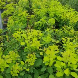 Arbre à perruque 'Golden lady' (Cotinus coggygria) — massif dense d’arbustes au feuillage vert clair · Pot 3L Touffe