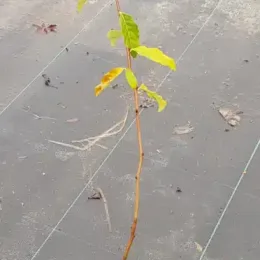 Chalef d'automne (Eleagnus umbellata) — jeune plant élancé aux feuilles clairsemées en pot · Pot 2.5L