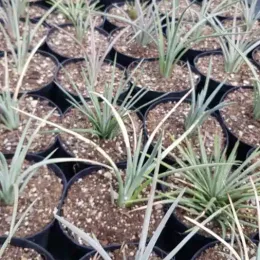 Agave à feuilles striées 'Blue dwarf' (Agave striata) — jeunes plants graphiques alignés en pots de pépinière · Pot 2.5L