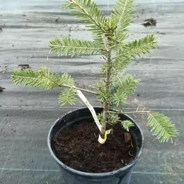 Sapin de vancouver (Abies grandis) — jeune conifère en pot sur sol de pépinière · Pot 2.5L
