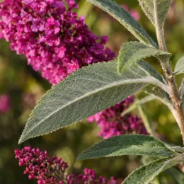 Buddleia 'Butterfly candy little cerise' (Buddleja davidii) — gros plan de feuilles allongées et grappes fleuries