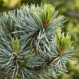 Pin blanc du japon 'Glauca' (Pinus parviflora) — aiguilles bleu gris avec jeunes pousses vertes · Photo d'illustration