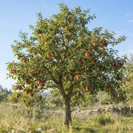 Pommier 'Rouge basque' (Malus domestica) — arbre chargé de nombreux fruits rouges · Photo d'illustration