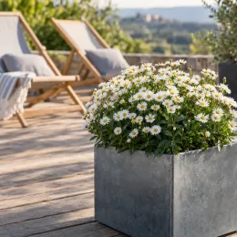 Aster des alpes 'Albus' (Aster alpinus) — massif de petites fleurs blanches sur terrasse ensoleillée · Photo d'illustration