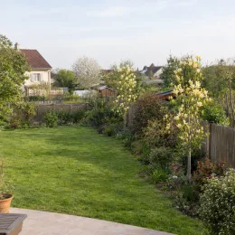 Magnolia 'Yellow lantern' — jeunes arbres fleuris le long d'une clôture