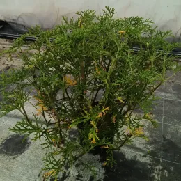 Géranium au parfum de citron (Pelargonium radens) — plante buissonnante au feuillage très découpé · Pot 3L
