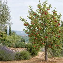 Pommier 'Akane' (Malus domestica) — arbre fruitier chargé de fruits rouges au jardin · Photo d'illustration