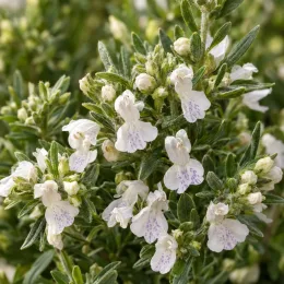 Westringia 'Green mundi' — petites fleurs blanches tachetées parmi un feuillage dense · Photo d'illustration