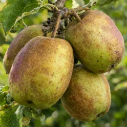 Pommier 'Perasse de nay' (Malus domestica) — gros plan de plusieurs fruits bicolores · Photo d'illustration