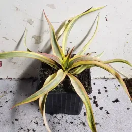 Yucca 'Citrus twist' — jeune plant rubané bicolore en pot noir · Godet