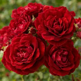 Rosier couvre-sol 'Fairy donkerrood' (Rosa) — gros plan de grappes de roses rouges · Photo d'illustration