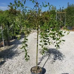 Saule pleureur 'Aurea' (Salix babylonica) — petit arbre à feuillage retombant en pot · Pot 15L Tige 6/8