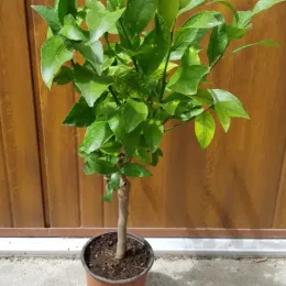 Citronnier 'Lunario' (Citrus limon) — jeune arbuste en pot au feuillage dense · Pot 1.5L Tige