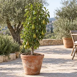 Poirier 'Garden pearl' (Pyrus communis) — petit arbre fruitier en pot sur terrasse