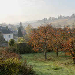 Plaqueminier 'Pomme jiro' (Diospyros kaki) — arbres fruitiers chargés de fruits orange en automne