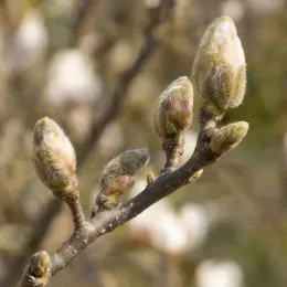 Magnolia de soulange 'Alba superba' (Magnolia soulangeana) — gros plan sur bourgeons velus sur branche