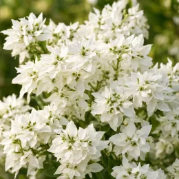 Euphorbe 'Starblast white' (Euphorbia) — amas dense de petites fleurs blanches · Photo d'illustration